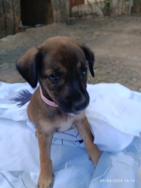 ROOTS, CHIOT MÂLE BERGER CRÉOLE