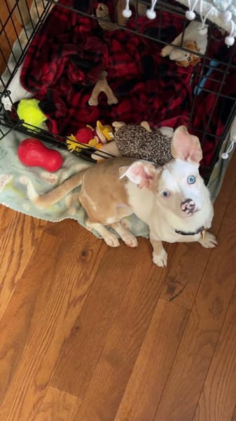LUNA