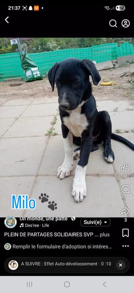 Milo