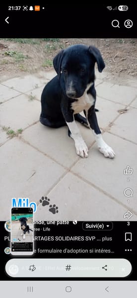 Milo