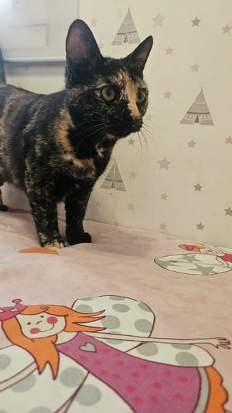 CARI