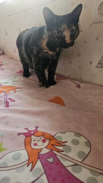 CARI