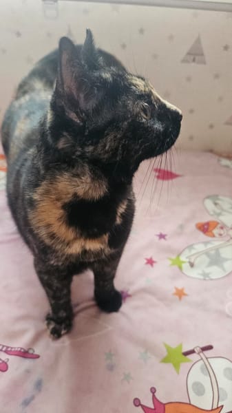 CARI