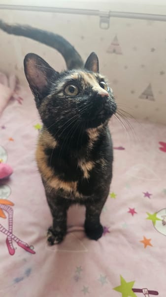 CARI