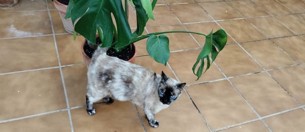Alma