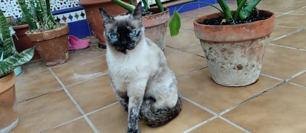 Alma