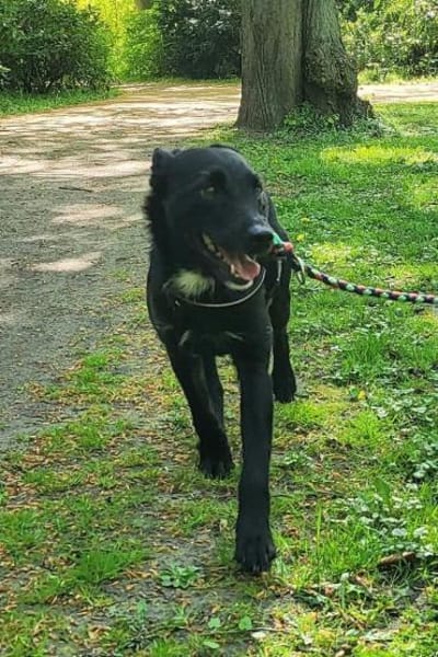 LEMMYwartet bereits in 21075 Hamburg