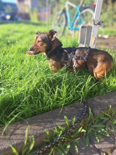 liebevoller Timmy sucht seine Familie 🍀