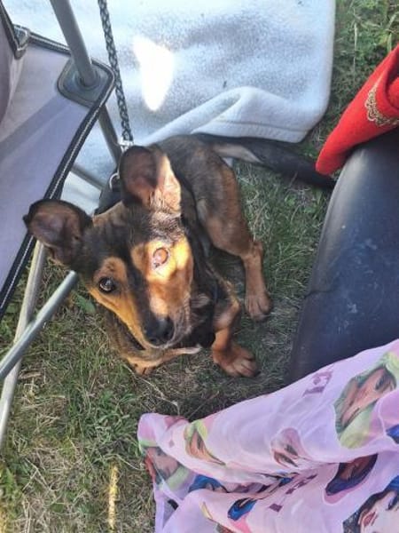 liebevoller Timmy sucht seine Familie 🍀