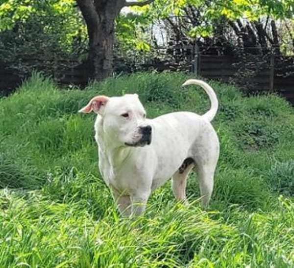 Apollo
