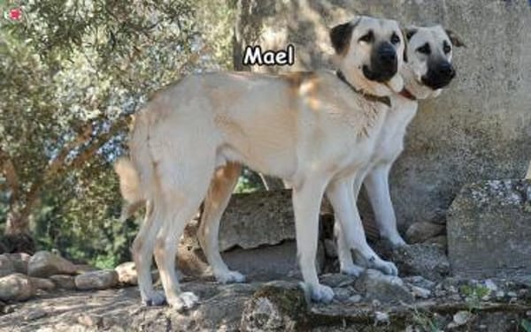 MAEL
