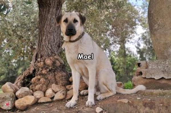 MAEL
