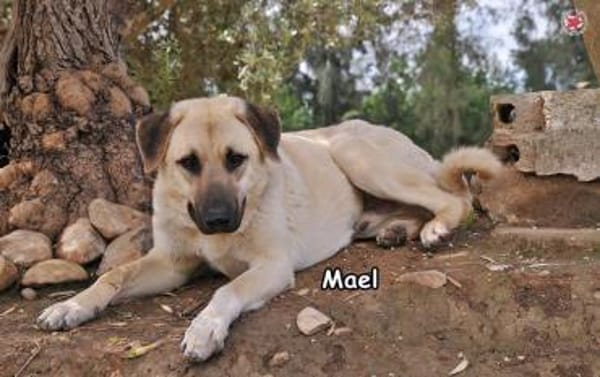 MAEL