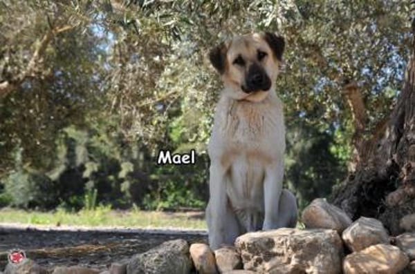 MAEL