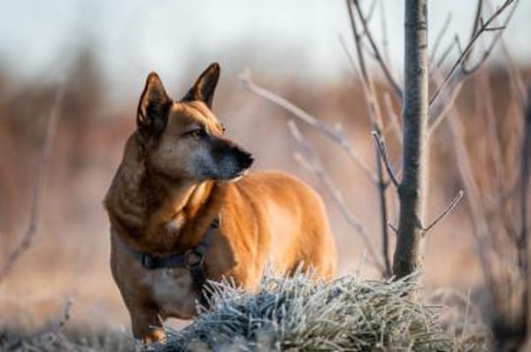 Mila - Seniorin sucht Streichler