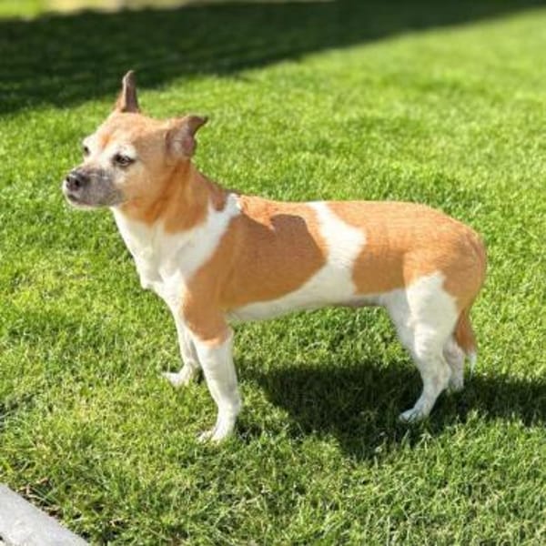 Bella - ist nähebedürftig