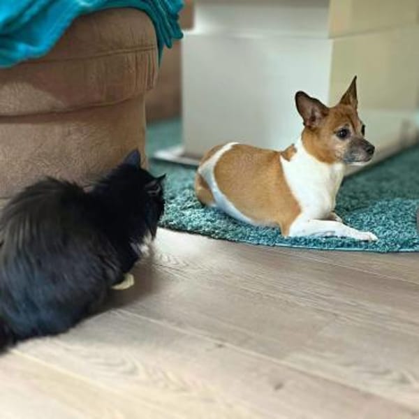 Bella - ist nähebedürftig