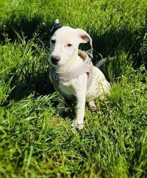 Calimero sucht ein Zuhause