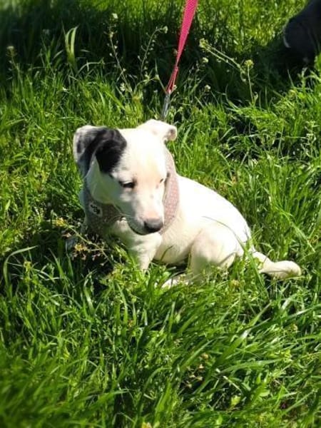 Calimero sucht ein Zuhause