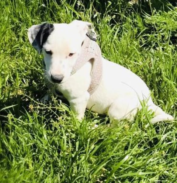 Calimero sucht ein Zuhause