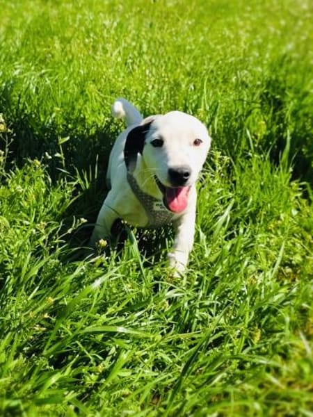 Calimero sucht ein Zuhause