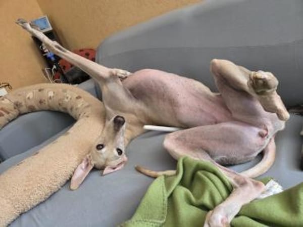 Die bezaubernde Kiska