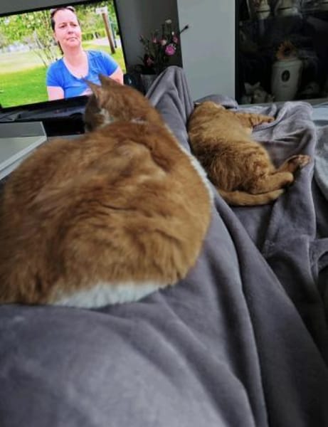 Mogli (mecho) m ~ 6 Jahre sucht Balkon