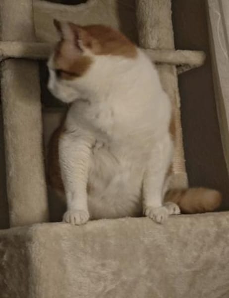 Mogli (mecho) m ~ 6 Jahre sucht Balkon