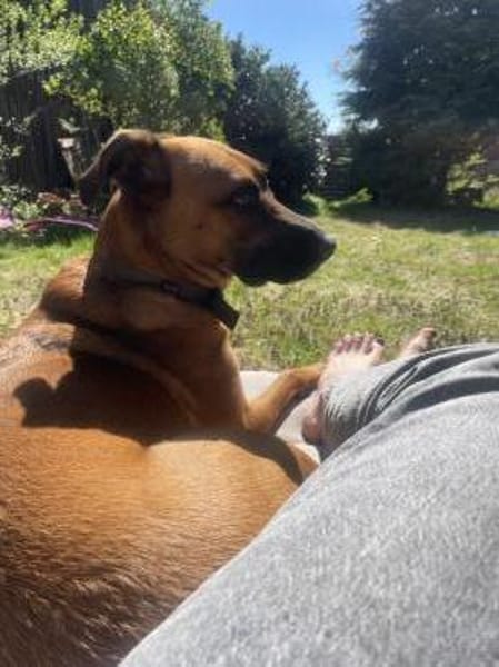 Moritz - aktiver Rüde sucht Kuschelkorb