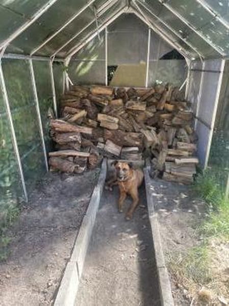 Moritz - aktiver Rüde sucht Kuschelkorb