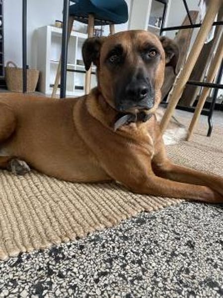 Moritz - aktiver Rüde sucht Kuschelkorb