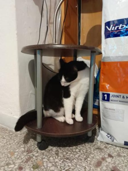 Zoe sucht ihren Kuschelplatz