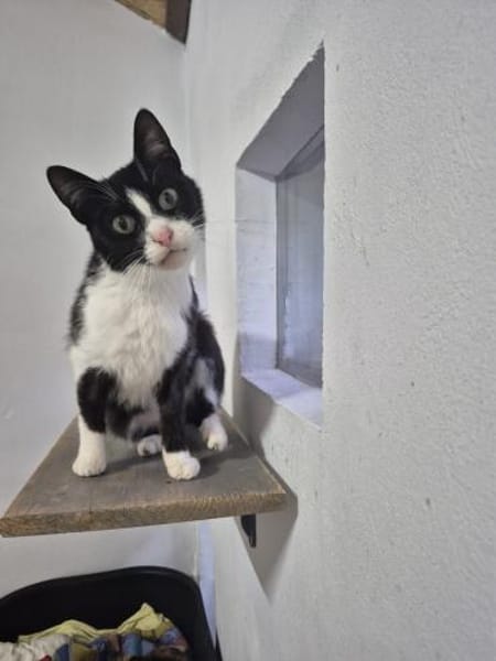 Alvira ein freundliches Katzenmädel