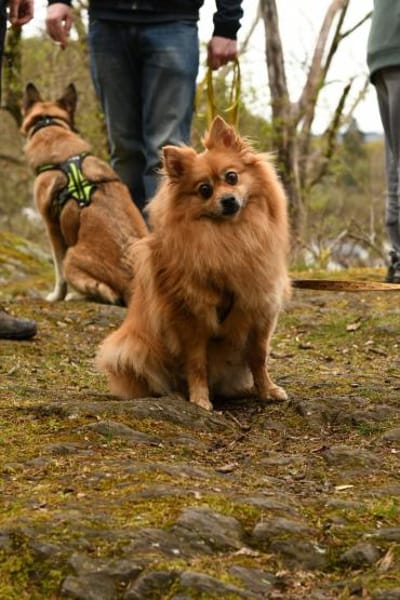 Spitz-Hündin NELLI sucht ihr Zuhause