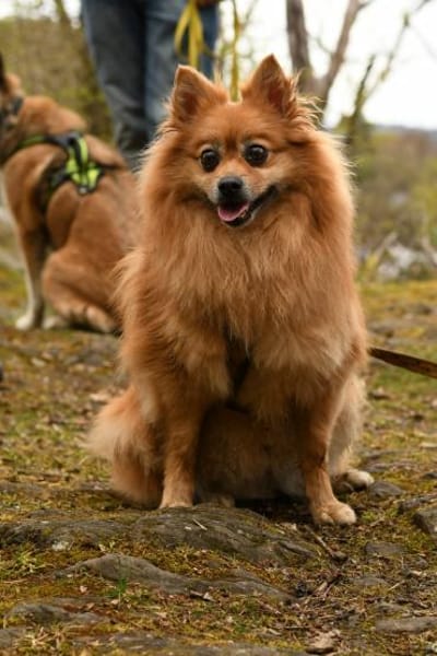 Spitz-Hündin NELLI sucht ihr Zuhause