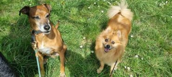 Spitz-Hündin NELLI sucht ihr Zuhause