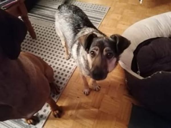Liebe Hundeomi KATE sucht ♥
