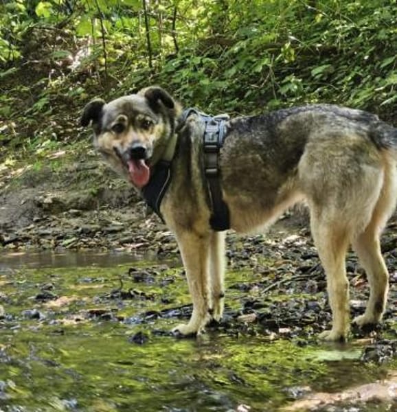 Liebe Hundeomi KATE sucht ♥