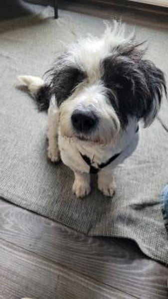 Wuscheldame Cybill 5j sucht ihr Zuhause