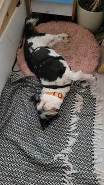 Wuscheldame Cybill 5j sucht ihr Zuhause