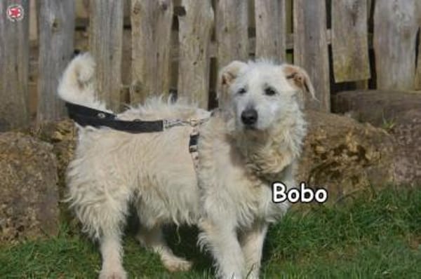 BOBO