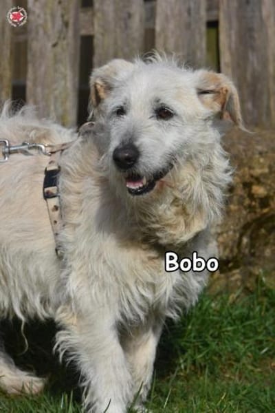 BOBO