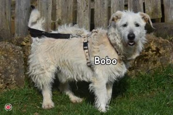 BOBO
