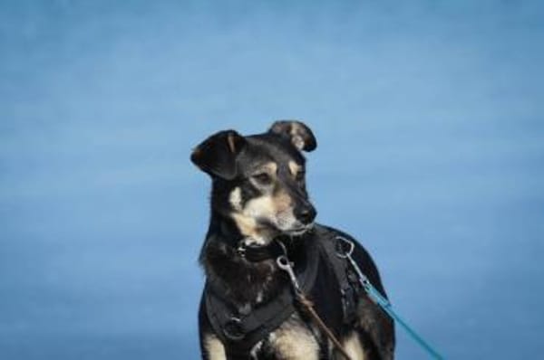 Solana ist eine sanfte Hündin 🐾