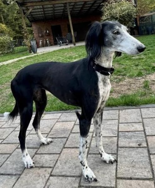 Xial, leinenführig, offen, loyal