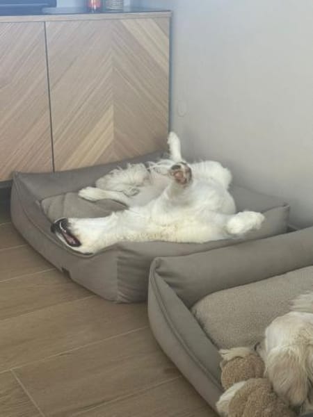 Balu möchte ankommen