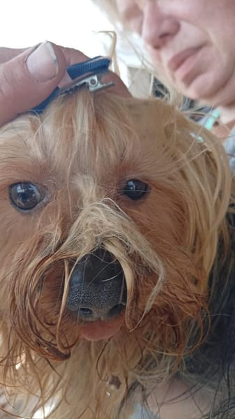 Szuzi, kleines Yorkshire MIx Mädchen