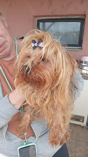 Szuzi, kleines Yorkshire MIx Mädchen