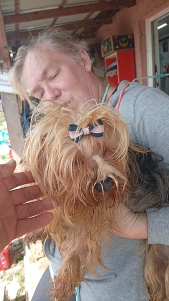 Szuzi, kleines Yorkshire MIx Mädchen