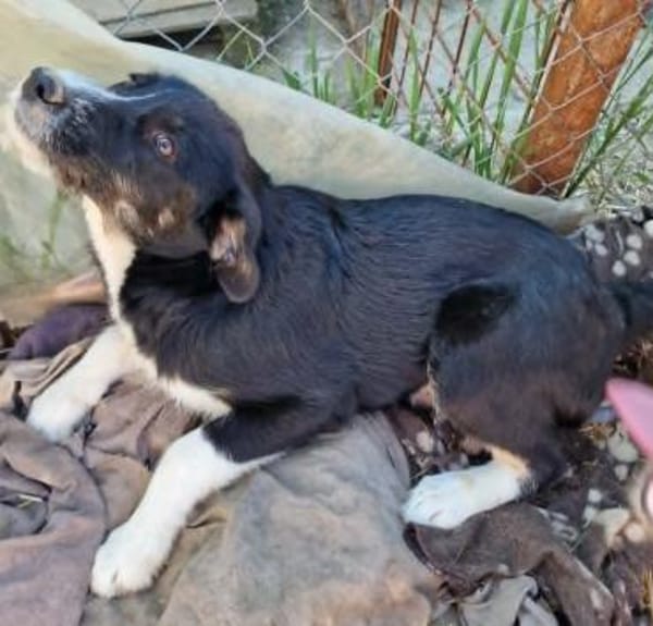 Toffy, kleines Hundemädchen sucht
